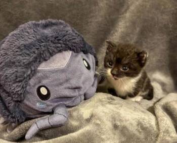 Mordecai -  Domestic Short Hair Cat for Adoption in Gainesville, Florida - Mordecai | PetCurious