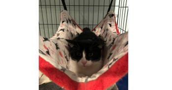 Rescue Domestic Short Hair Cats for Adoption in New Cumberland, West Virginia - Tonka | PetCurious