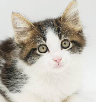 Pete is a poofy prince -  Turkish Van and Ragdoll Cat for Adoption in Bedford Hills, New York - Pete Is A Poofy Prince | PetCurious