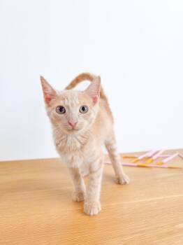 Frenchy -  Domestic Short Hair Cat for Adoption in New Orleans, Louisiana - Frenchy | PetCurious