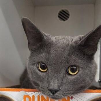 Domestic Short Hair Cats Available for Adoption in Voorhees Township, New Jersey - Remi-Ru | PetCurious