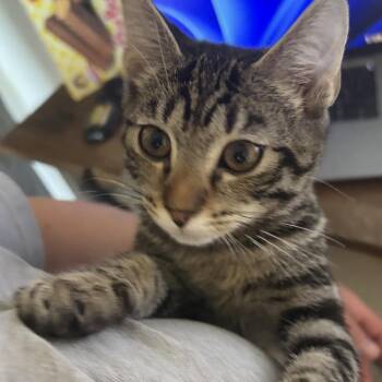 Ayesha -  Domestic Short Hair Cat for Adoption - Ayesha | PetCurious