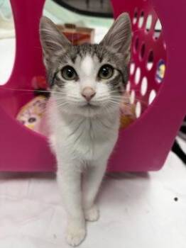 Olivia -  Domestic Short Hair Cat for Adoption in Honolulu, Hawaii - Olivia | PetCurious