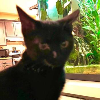 Amity -  Domestic Short Hair Cat for Adoption in Waynesboro, Pennsylvania - Amity | PetCurious