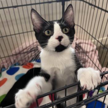 Clawdio -  Domestic Short Hair Cat for Adoption in Los Angeles, California - Clawdio | PetCurious