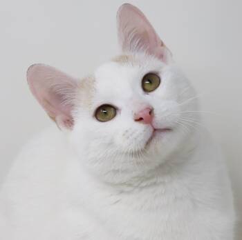 Turkish Van and Tabby Cats Available for Adoption - Santiago!  WoW!  Dream Lover Boy!  Possible Therapy Kitten! | PetCurious