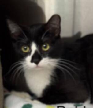 Domestic Short Hair Cats Available for Adoption in Golden, Colorado - Bobby Joe | PetCurious