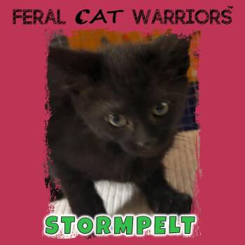 Domestic Short Hair Cats Available for Adoption in Kingman, Arizona - Stormpelt | PetCurious