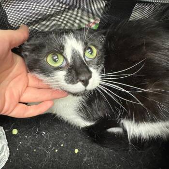 Clara Schuman -  Domestic Short Hair Cat for Adoption in Murray, Utah - Clara Schuman | PetCurious