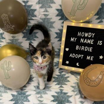 Domestic Short Hair Cats Available for Adoption in Carmel, Indiana - Birdie | PetCurious