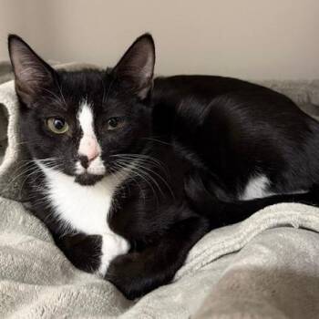 Iris -  Domestic Short Hair Cat for Adoption in Jupiter, Florida - Iris | PetCurious