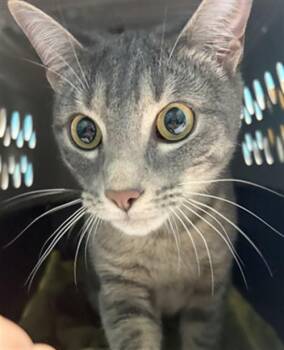 CROME -  Domestic Short Hair Cat for Adoption in Houston, Texas - CROME | PetCurious