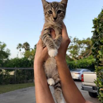 Sapote -  Domestic Short Hair and Tuxedo Cat for Adoption in Homestead, Florida - Sapote | PetCurious