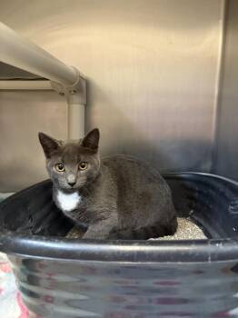Roxanne -  Domestic Short Hair Cat for Adoption in Bowling Green, Ohio - Roxanne | PetCurious