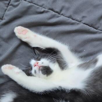 Nash -  Domestic Short Hair Cat for Adoption in Evanston, Illinois - Nash | PetCurious