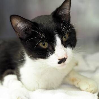 Masquerade Ball -  Domestic Medium Hair Cat for Adoption in Austin, Texas - Masquerade Ball | PetCurious