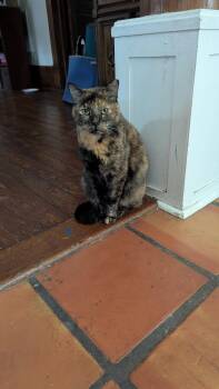 Rescue Domestic Short Hair Cats for Adoption in Jacksonville, Florida - Annie | PetCurious