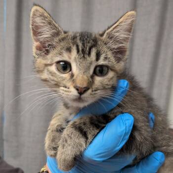 Saccharine -  Domestic Short Hair Cat for Adoption in Hattiesburg, Mississippi - Saccharine | PetCurious