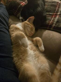 Tabby Cats Available for Adoption - Garfield ( Alice) | PetCurious