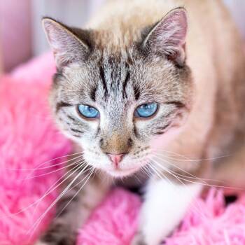 Rescue Domestic Short Hair and Siamese Cats for Adoption in Long Beach, California - Brody - BONDED | PetCurious