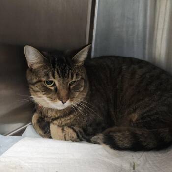 Domestic Short Hair Cats Available for Adoption in Clearwater, Florida - EZ | PetCurious