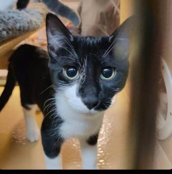 Bagherra -  Domestic Short Hair Cat for Adoption in North Myrtle Beach, South Carolina - Bagherra | PetCurious