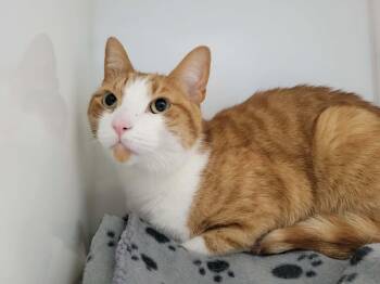 Domestic Short Hair Cats Available for Adoption in Delson, Quebec - Frosty | PetCurious