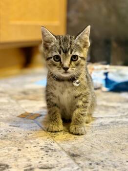 Domestic Short Hair and Tabby Cats Available for Adoption in San Jose, California - Fjord | PetCurious