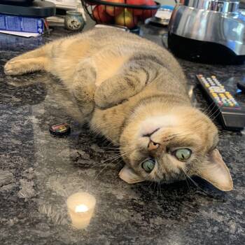 Domestic Short Hair Cats Available for Adoption - Maggie | PetCurious