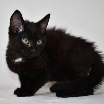 Thor -  Domestic Short Hair Cat for Adoption in Johnson City, Tennessee - Thor | PetCurious