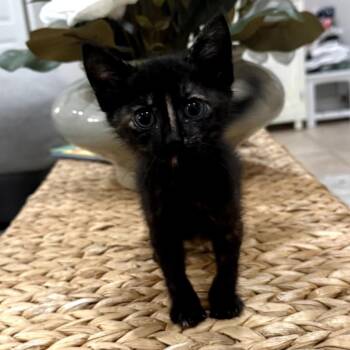 Sienna -  Domestic Short Hair Cat for Adoption in Midland, Texas - Sienna | PetCurious