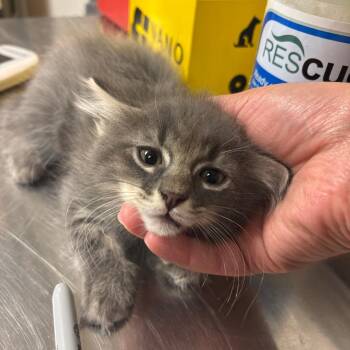 Floor Fluff -  Domestic Long Hair Cat for Adoption in Ottawa, Kansas - Floor Fluff | PetCurious