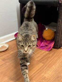Harper -  Tabby Cat for Adoption in Lovingston, Virginia - Harper | PetCurious