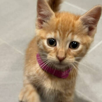 Rescue Domestic Short Hair Cats for Adoption in Washington, District Of Columbia - Jupiter | PetCurious