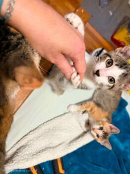 Reeces -  Domestic Short Hair Cat for Adoption in Miami, Oklahoma - Reeces | PetCurious