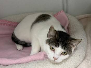 Dottie -  Domestic Short Hair Cat for Adoption in Mauston, Wisconsin - Dottie | PetCurious