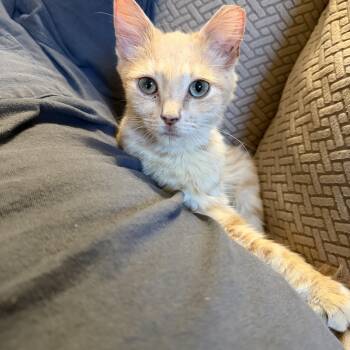 Quincy -  Domestic Medium Hair Cat for Adoption in Powdersville, South Carolina - Quincy | PetCurious