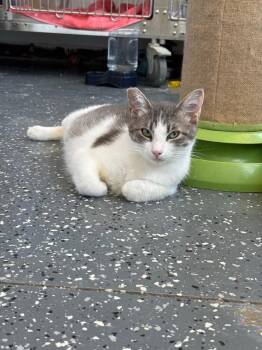 Chino -  Domestic Short Hair Cat for Adoption in Thousand Oaks, California - Chino | PetCurious