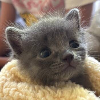 Gaston -  Domestic Short Hair Cat for Adoption in Tustin, California - Gaston | PetCurious