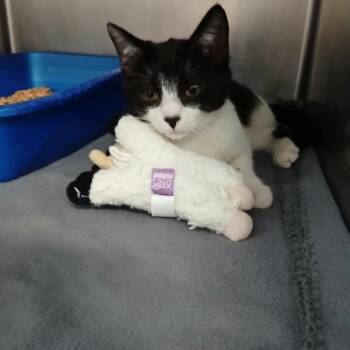 Domestic Short Hair Cats Available for Adoption in Morristown, Vermont - Raffaello | PetCurious