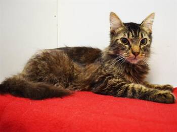 Domestic Long Hair Cats Available for Adoption in Sacramento, California - CONNOR | PetCurious