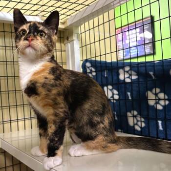 Hana -  Domestic Short Hair Cat for Adoption in Woodinville, Washington - Hana | PetCurious