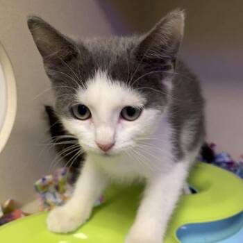 Carl Dean -  Domestic Short Hair Cat for Adoption in Wantagh, New York - Carl Dean | PetCurious