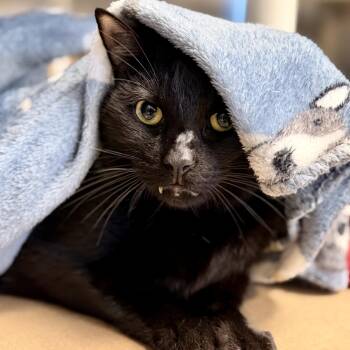 Pepperoni -  Domestic Short Hair Cat for Adoption in Stafford Township, New Jersey - Pepperoni | PetCurious