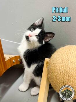 Domestic Short Hair Cats Available for Adoption in Rock Hill, New York - Pit Bull | PetCurious