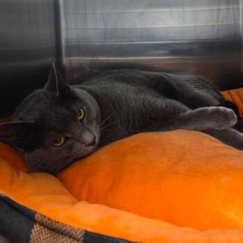 Domestic Short Hair Cats Available for Adoption in Port Charlotte, Florida - Mist | PetCurious