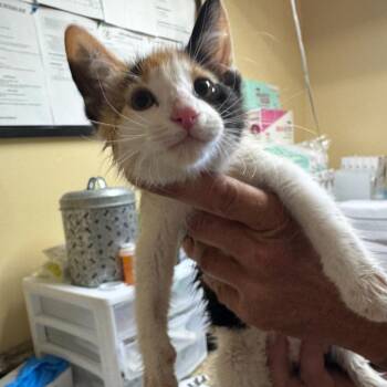 Bunny -  Domestic Short Hair Cat for Adoption in Corinth, Mississippi - Bunny | PetCurious