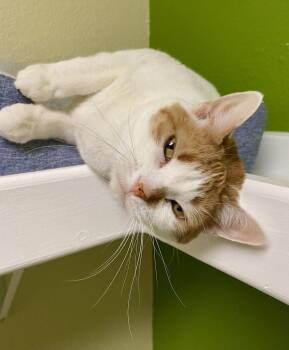 Luna -  Domestic Short Hair and Tabby Cat for Adoption in Fargo, North Dakota - Luna | PetCurious