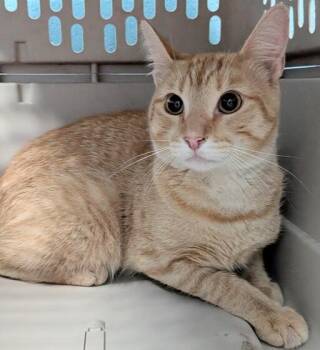 Jefferson Starship -  Domestic Short Hair Cat for Adoption in Evansville, Indiana - Jefferson Starship | PetCurious