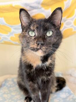 Pawsh -  Domestic Short Hair Cat for Adoption in Menomonie, Wisconsin - Pawsh | PetCurious